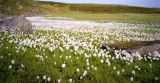 Eriophorum scheuchzeri