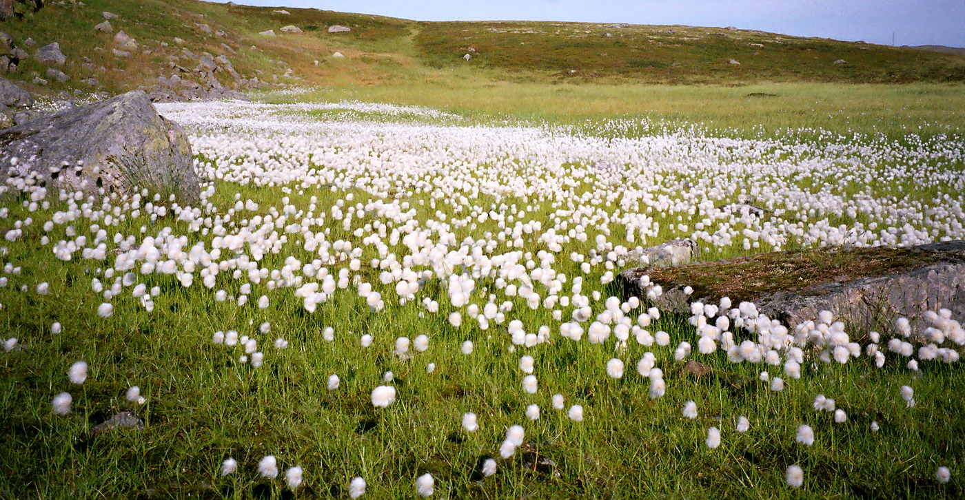 Изображение особи Eriophorum scheuchzeri.