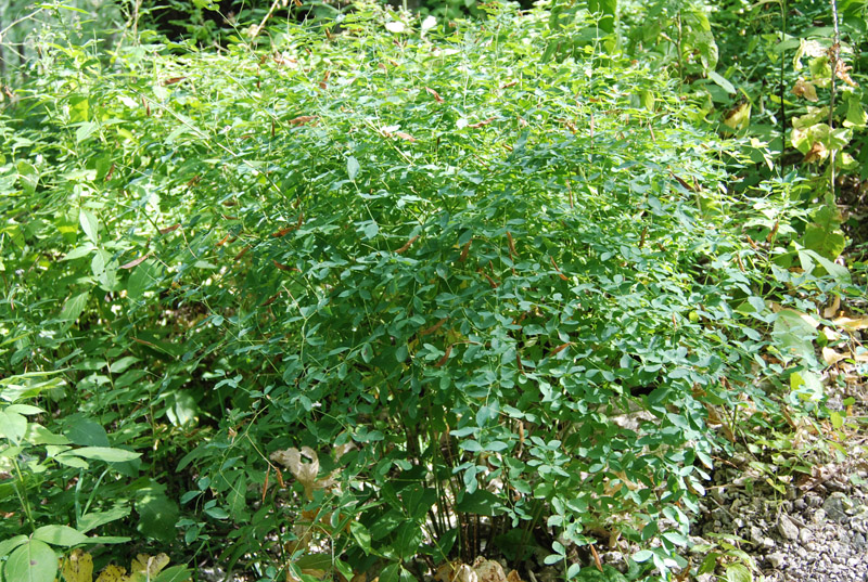 Изображение особи Lathyrus roseus.