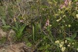 Tulipa ivasczenkoae. Нерасцветшие растения среди кустов Spiraea hypericifolia и Cerasus tianschanica. Казахстан, хр. Шолак, северней вдхр. Капчагай. 13.04.2016.