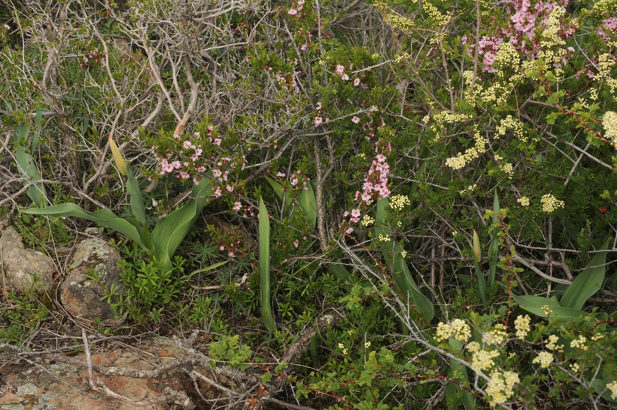 Image of Tulipa ivasczenkoae specimen.
