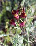 Linaria ramosa