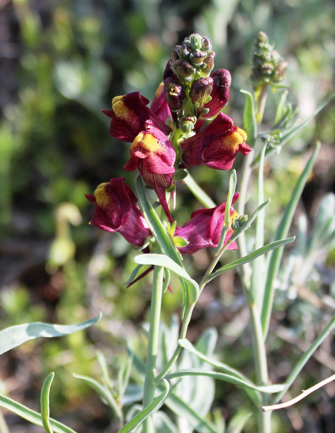 Image of Linaria ramosa specimen.