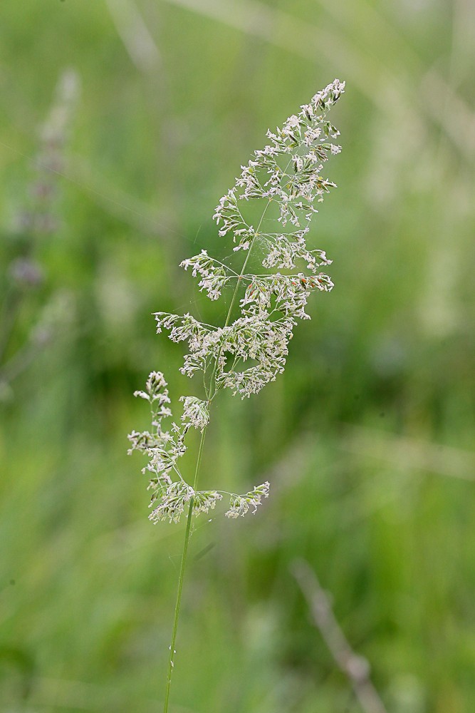 Image of genus Poa specimen.