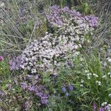 genus Thymus