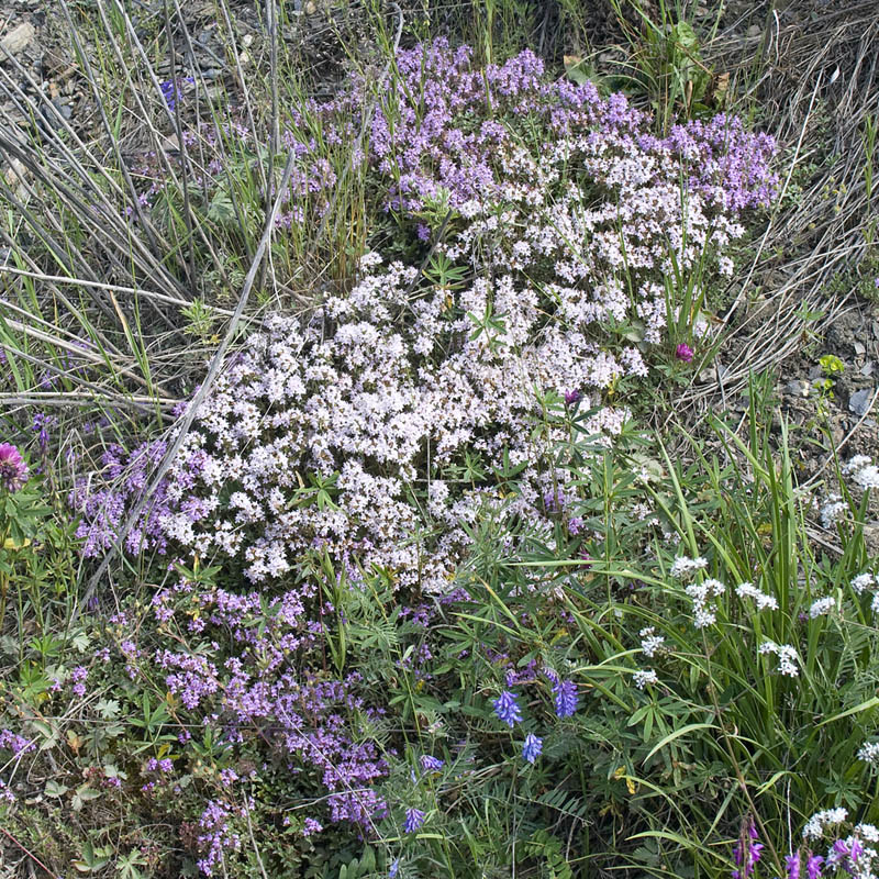 Изображение особи род Thymus.