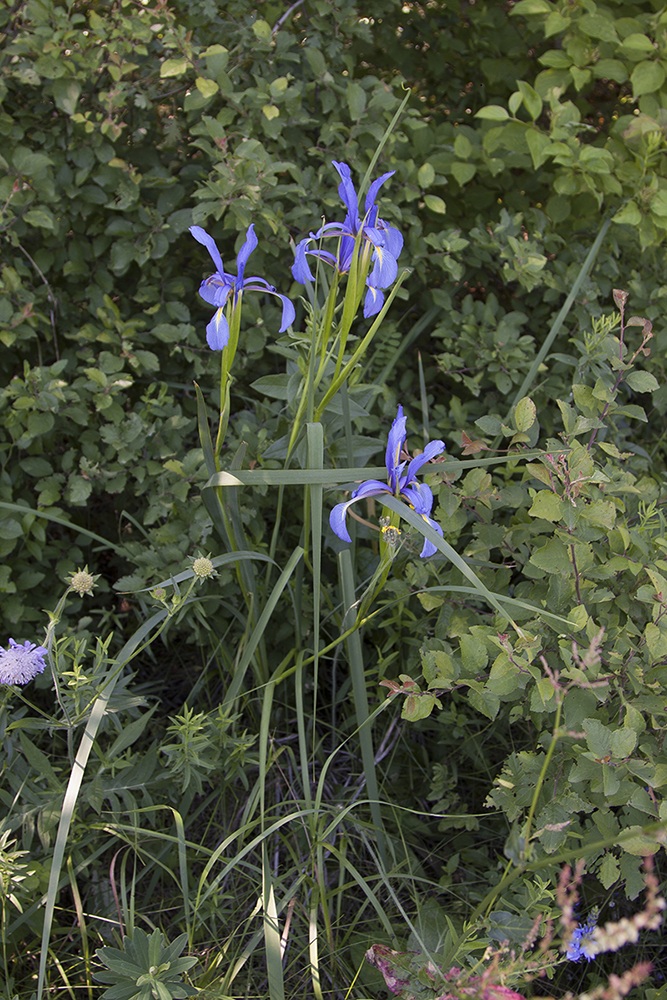 Image of Iris notha specimen.