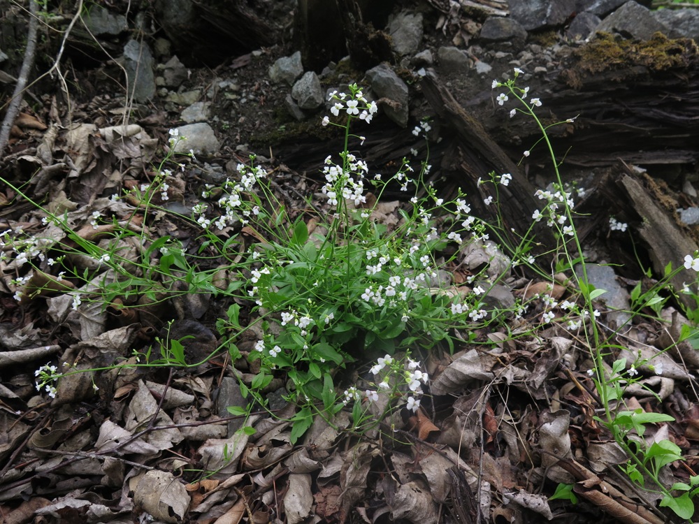 Изображение особи Arabidopsis gemmifera.