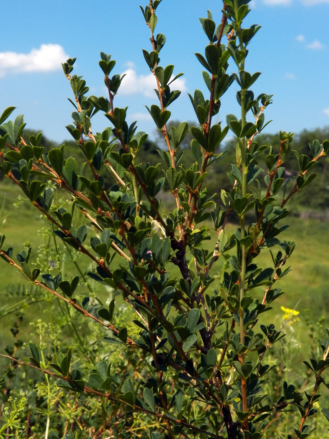 Image of Caragana frutex specimen.