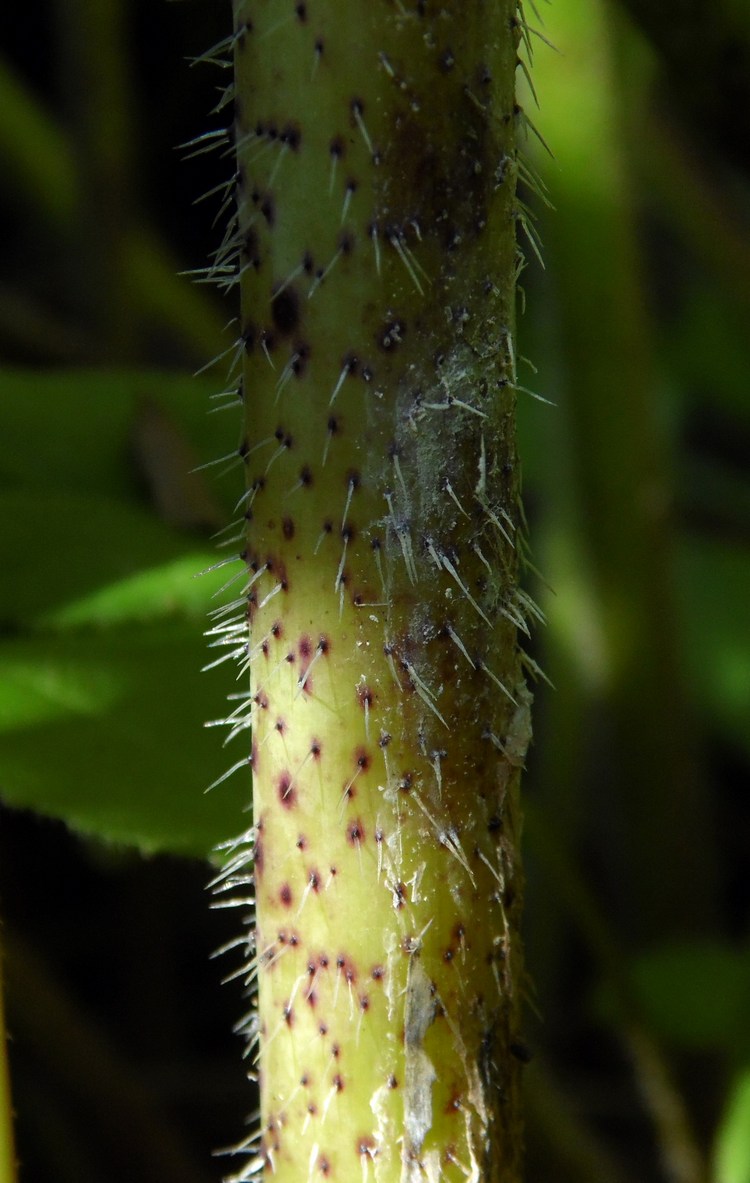 Image of Chaerophyllum bulbosum specimen.