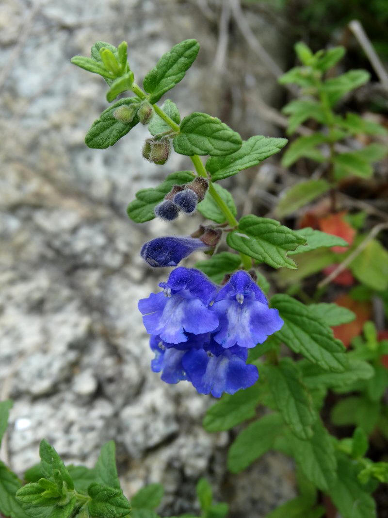 Image of Scutellaria strigillosa specimen.