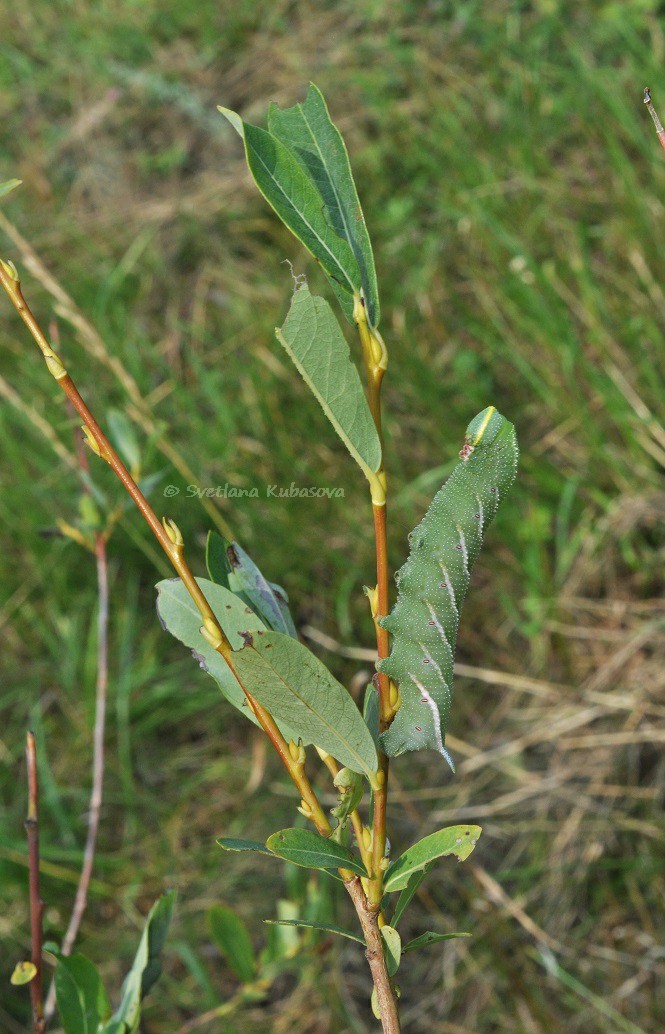 Изображение особи Salix kochiana.