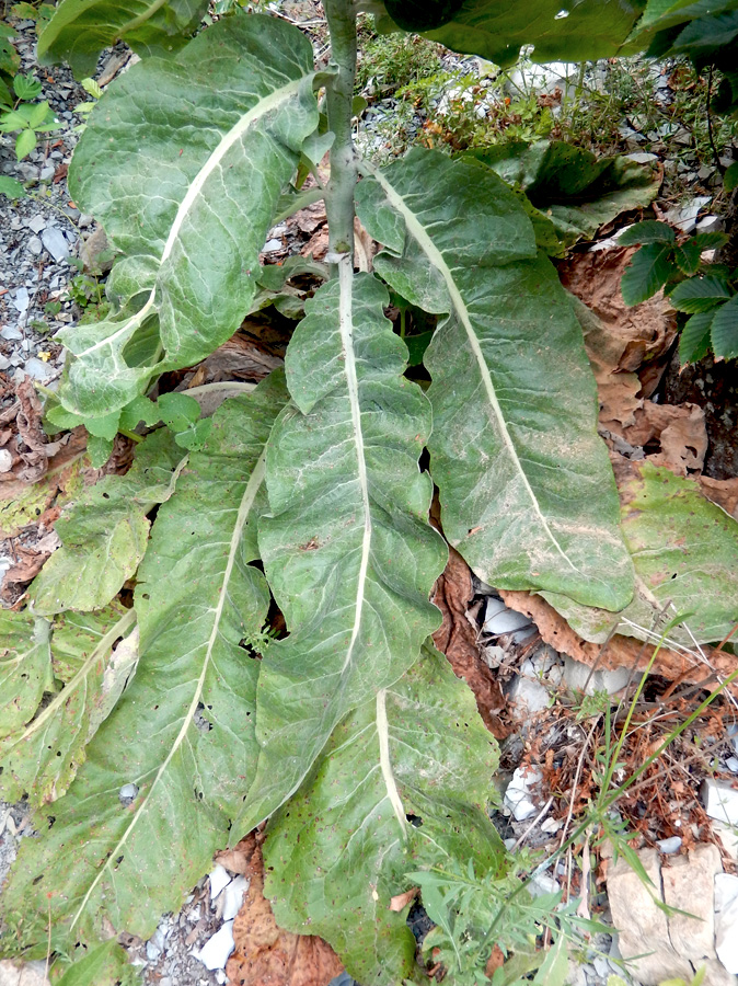 Image of Verbascum gnaphalodes specimen.