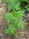 Artemisia annua