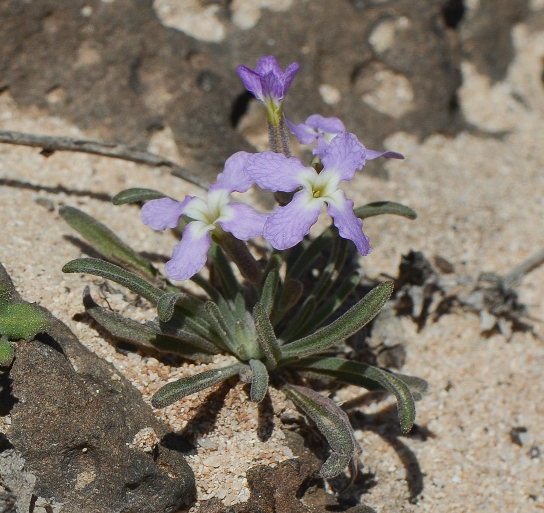 Image of Matthiola fruticulosa var. bolleana specimen.