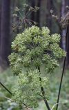 Conioselinum tataricum