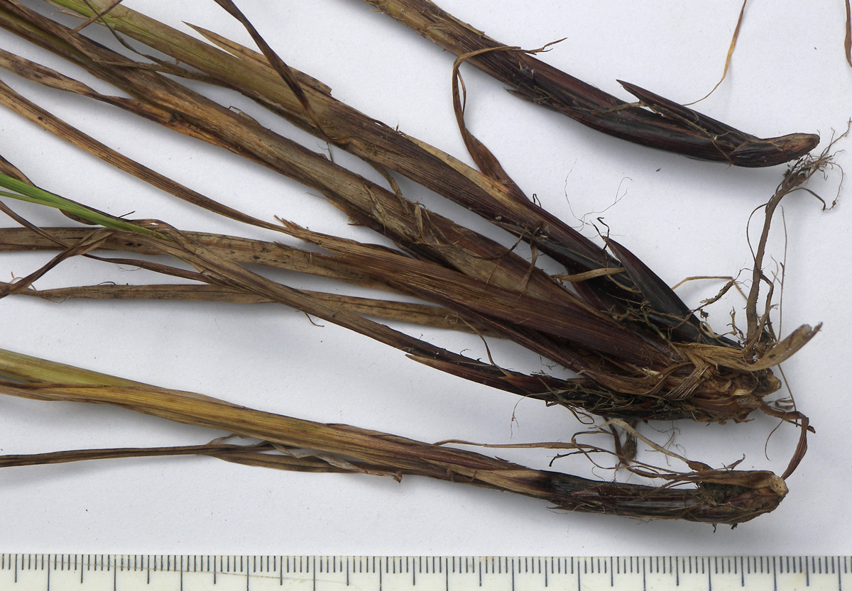 Image of Carex caucasica specimen.