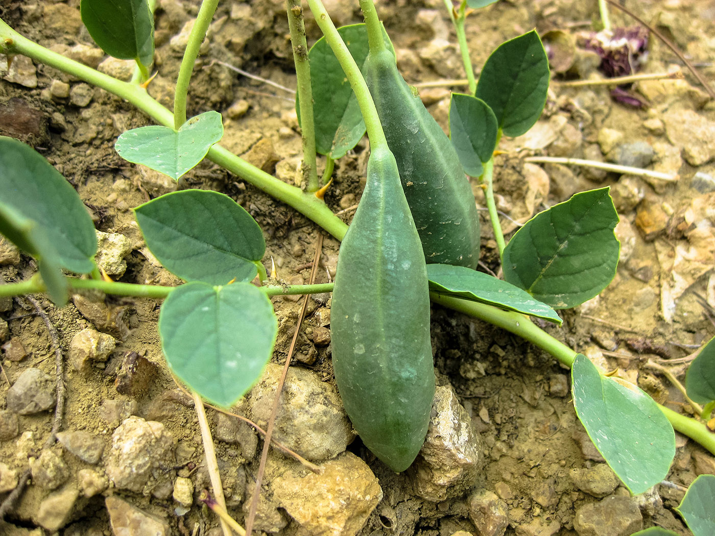 Image of Capparis herbacea specimen.