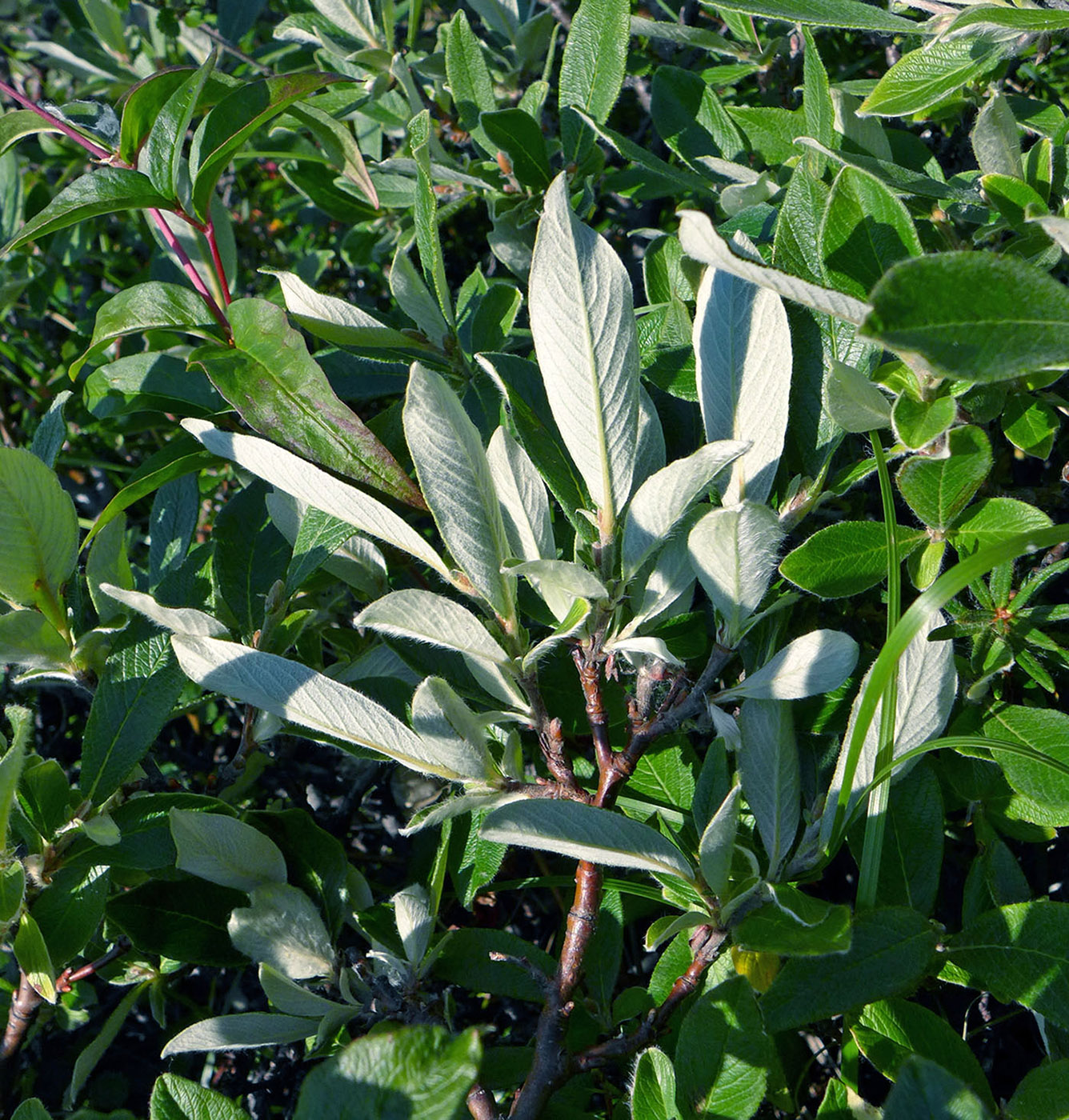 Image of Salix alaxensis specimen.