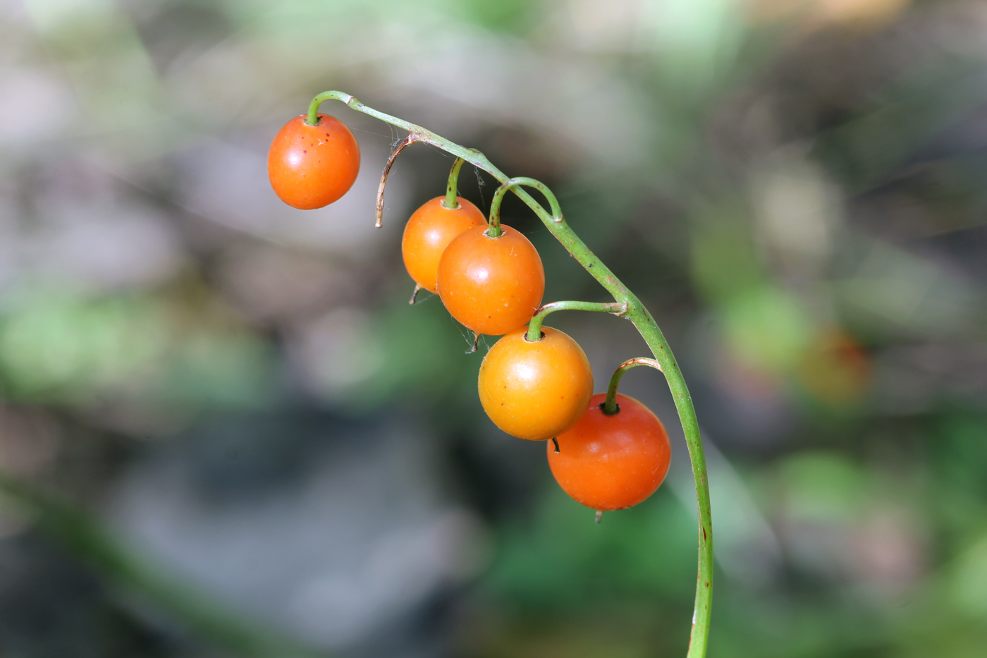 Image of Convallaria majalis specimen.