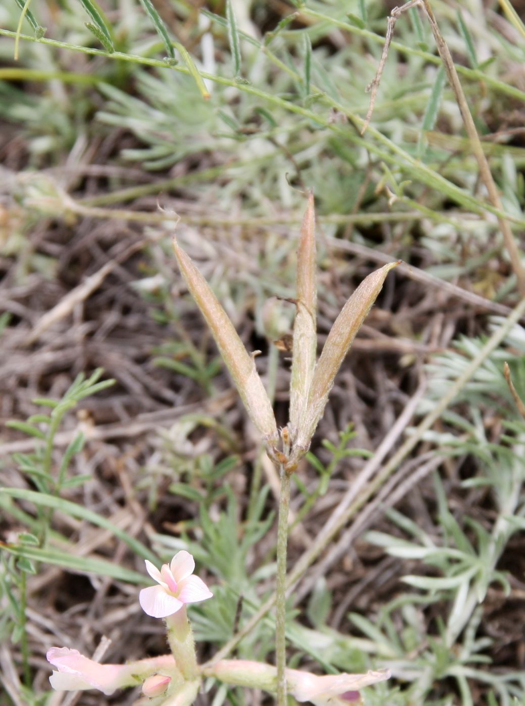 Изображение особи Astragalus palibinii.