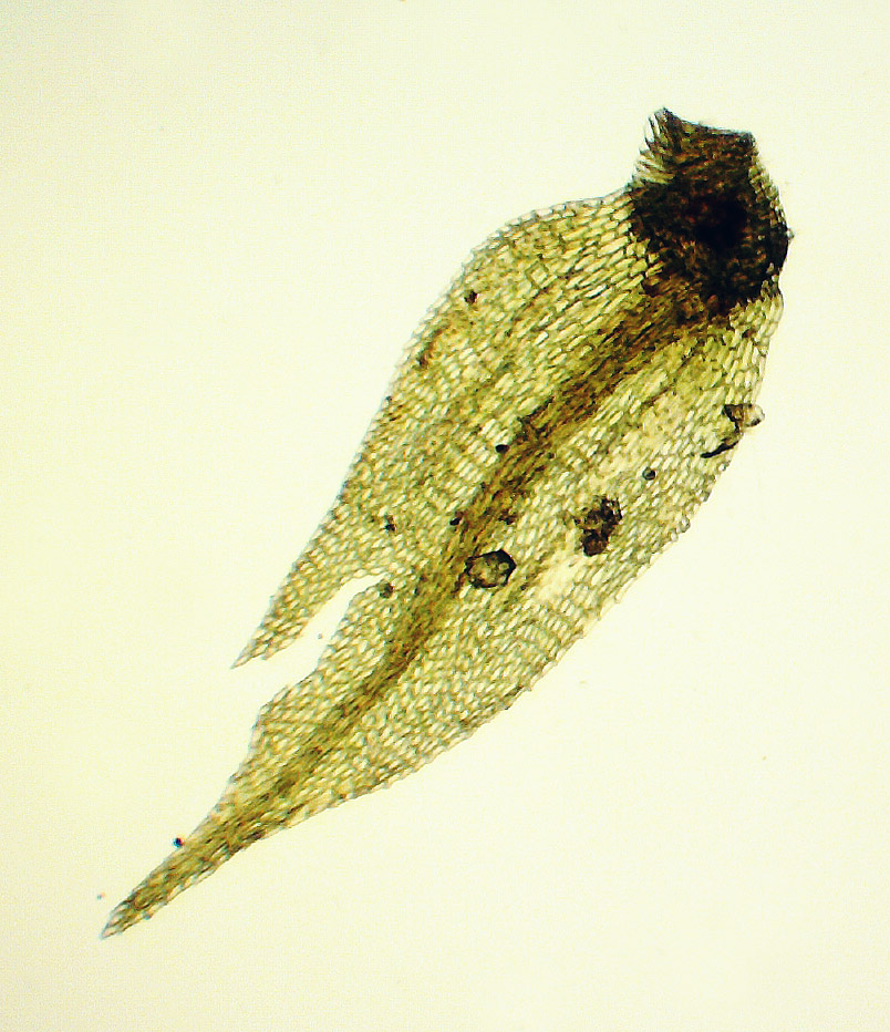 Image of Cratoneuron filicinum specimen.