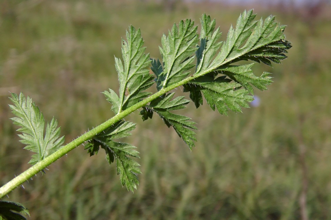 Image of Erodium cicutarium specimen.