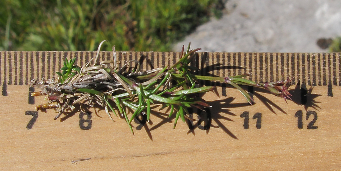 Image of Asperula abchasica specimen.