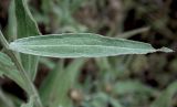 Centaurea jacea ssp. substituta