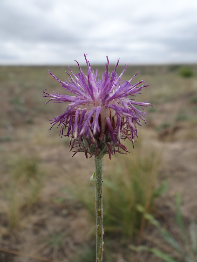 Image of Jurinea longifolia specimen.