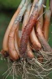 Allium galanthum