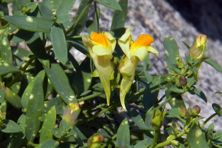 Image of Linaria japonica specimen.