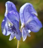 Aconitum nemorum. Цветки. Казахстан, Алматинская обл., Заилийский Алатау, ущ. Левого Талгара, между кустарниками на остепнённом склоне, 2950 м н.у.м. 01.09.2016.