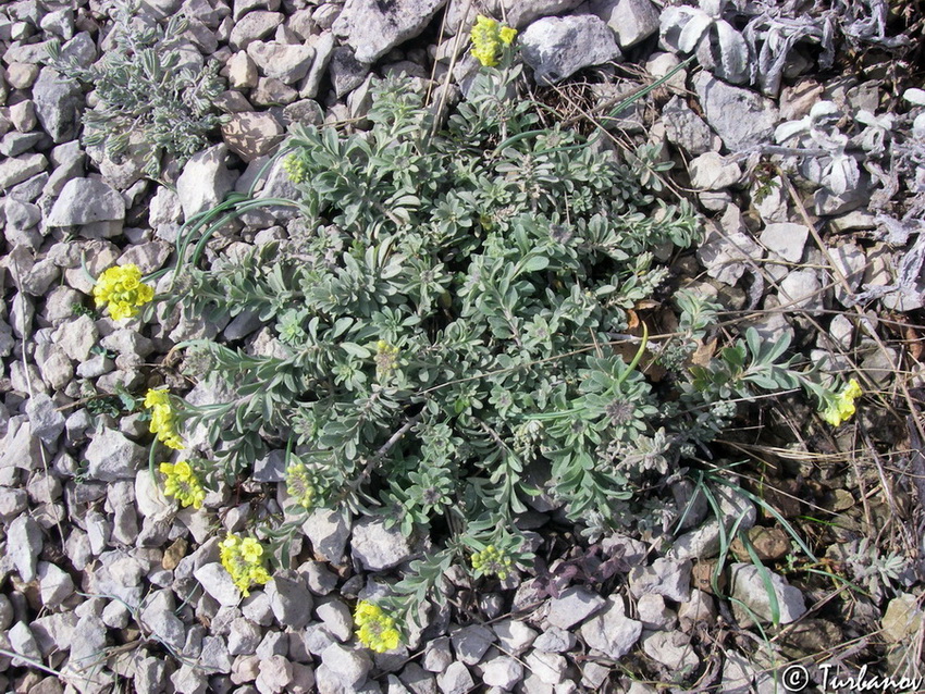Изображение особи род Alyssum.