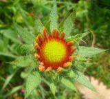 Gaillardia × grandiflora