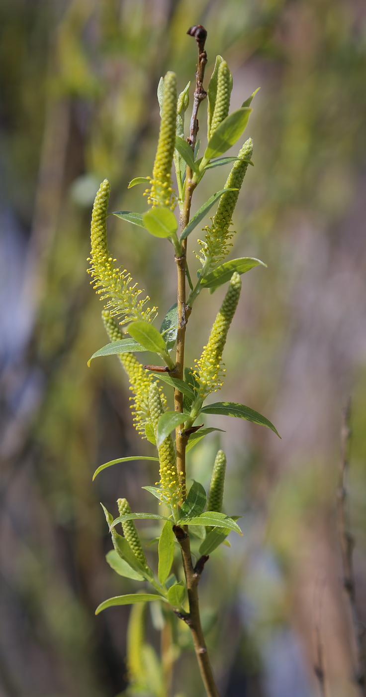 Image of Salix triandra specimen.