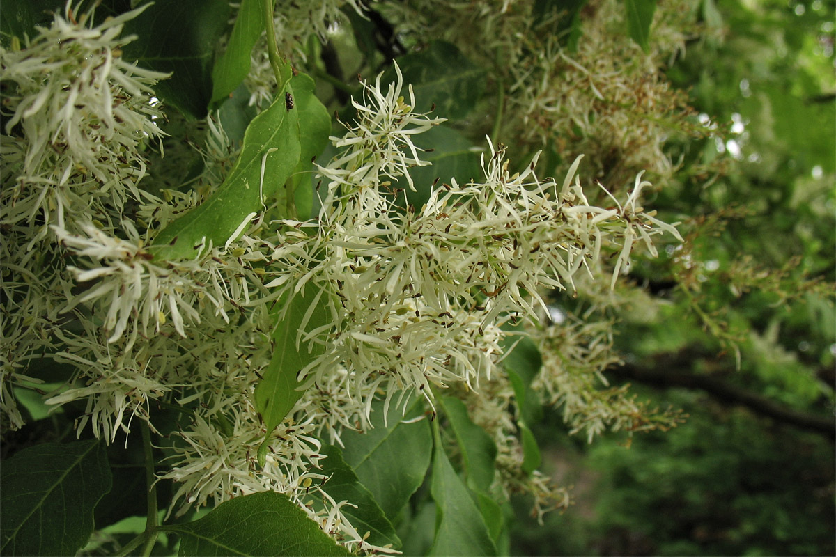 Image of Fraxinus ornus specimen.