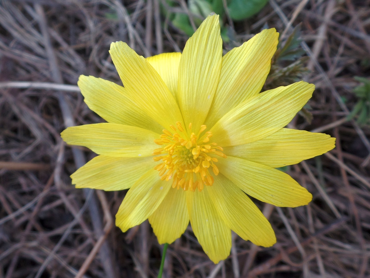 Image of Adonis villosa specimen.