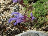 Dracocephalum palmatum