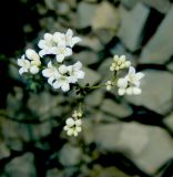 Galium biebersteinii