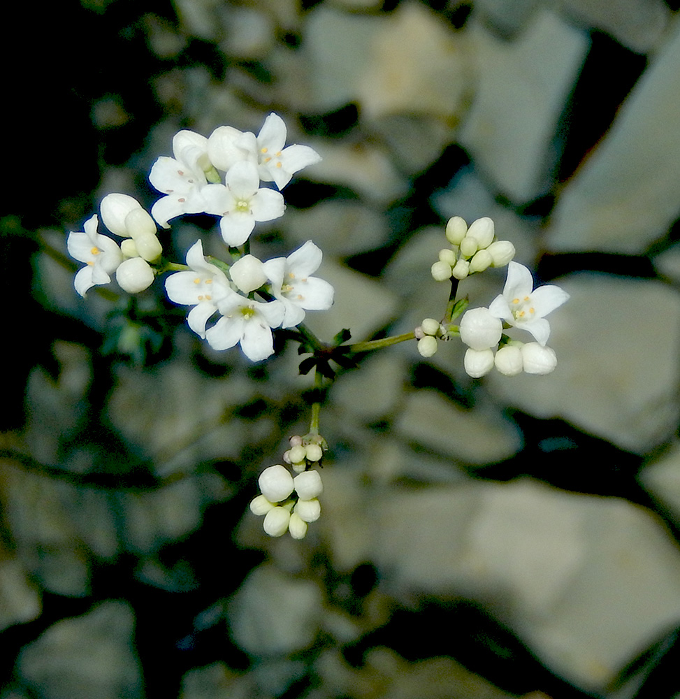 Image of Galium biebersteinii specimen.