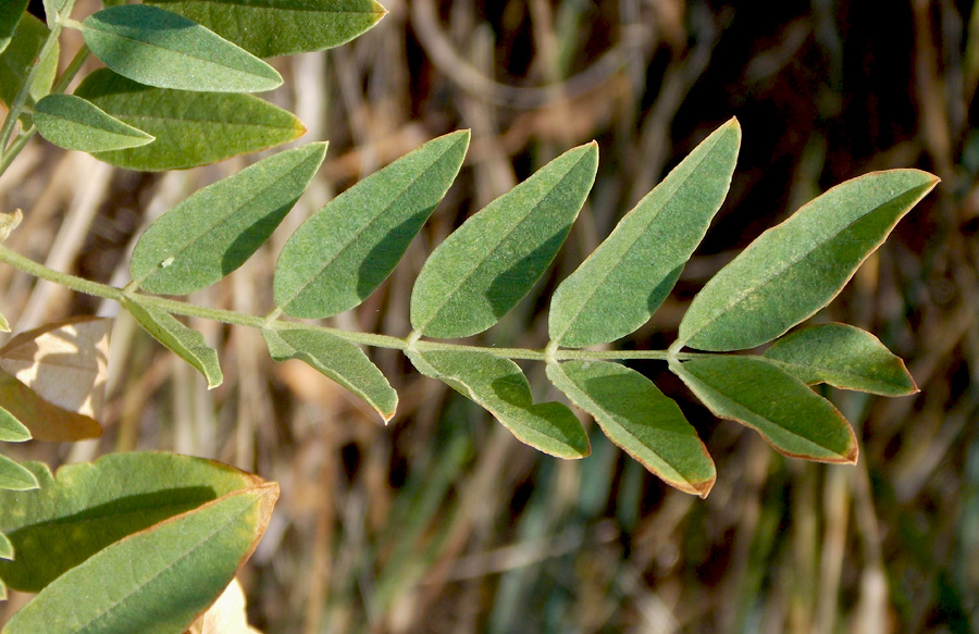 Изображение особи Glycyrrhiza glandulifera.