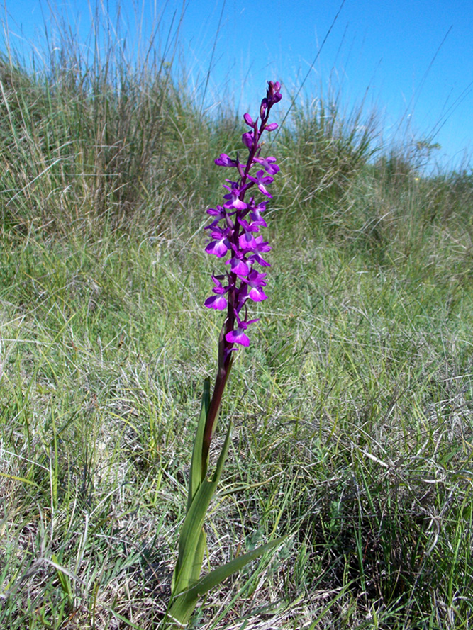 Изображение особи Anacamptis laxiflora ssp. dielsiana.