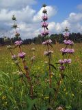 Phlomoides tuberosa. Верхушка цветущего растения. Свердловская обл., окр. г. Североуральск, разнотравный луг в еловом лесу. 11.07.2007.