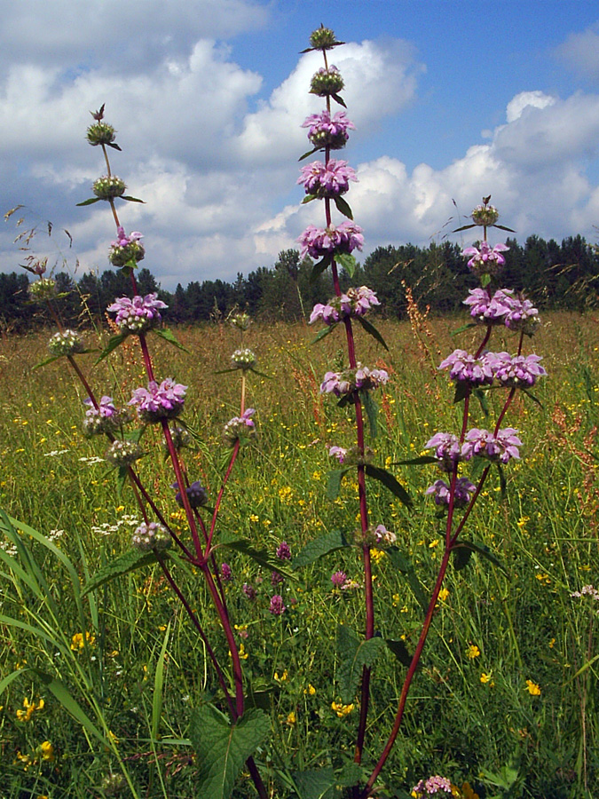 Image of Phlomoides tuberosa specimen.