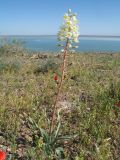 Eremurus lactiflorus