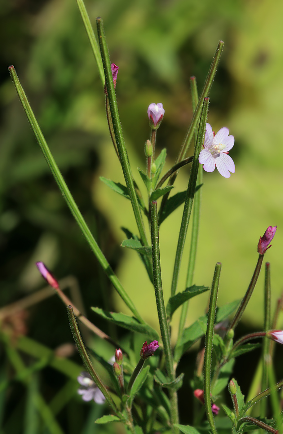Изображение особи Epilobium pyrricholophum.