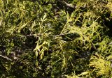 Chamaecyparis pisifera