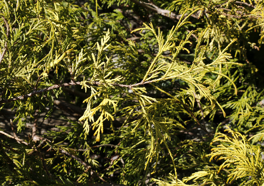 Image of Chamaecyparis pisifera specimen.