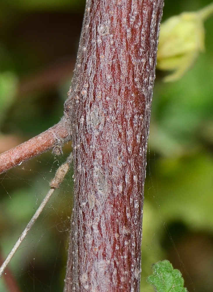 Image of Anisodontea capensis specimen.